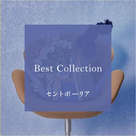 セントポーリア