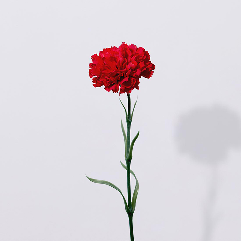 カーネーション（レッド）