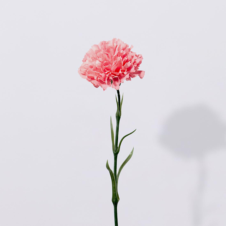 カーネーション（ローズピンク）