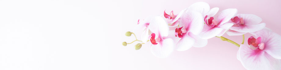 古希・喜寿 ・傘寿 ・米寿 ・卒寿・白寿・百寿　祝い