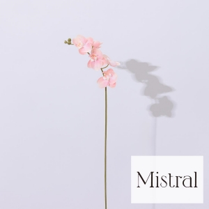 Bloom365 / ミディコチョウラン（サーモンピンク）＋選べるギフト Mistral(ミストラル)