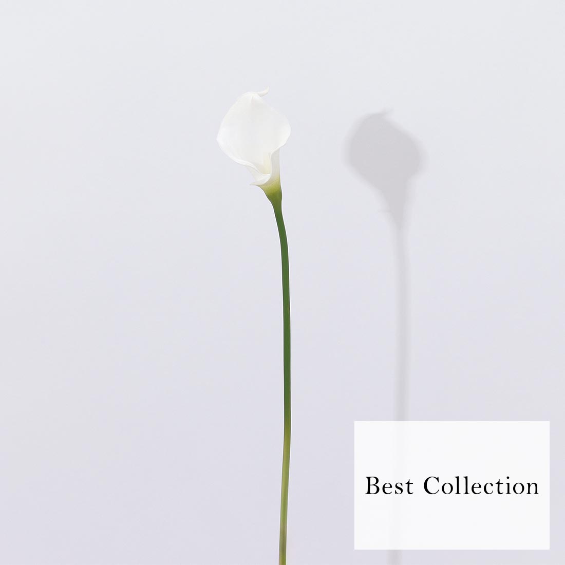 Bloom365 / カラーリリィ（ホワイト）＋選べるギフト ベストコレクションのギフト通販 - 贈り物、ギフトの専門店 PRESENTERS ...