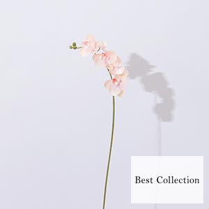 Bloom365 / ミディコチョウラン（ピーチ）＋選べるギフト ベストコレクション