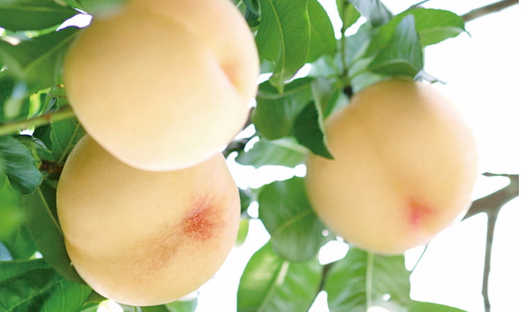 アンシャンテ フルーツコンポート