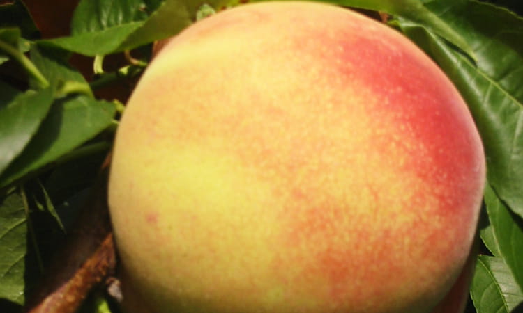 アンシャンテ フルーツコンポート