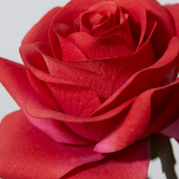 Bloom365 ローズ(レッド)＋選べるギフト＜LemonBalm(レモンバーム