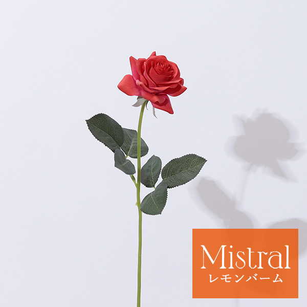 Bloom365 ローズ(レッド)＋選べるギフト＜LemonBalm(レモンバーム